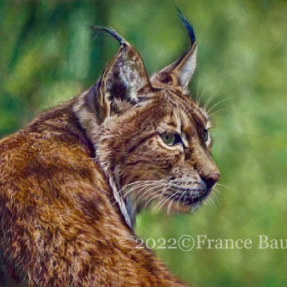 Red Beauty - 68 hours
Brown Pastelmat board
13.5" x 19.5"
Honorable Mention (18th) 12th Animal exhibition Space Light & Time
Golden Turtle finalist 2024 Red Beauty - 68 hours
Brown Pastelmat board
13.5" x 19.5"
Honorable Mention (18th) 12th Animal exhibition Space Light & Time
Golden Turtle finalist 2024